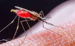 В одном из регионов Украины зафиксирована малярия