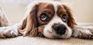 Как остановить рвоту у собаки в домашних условиях: увы, актуально