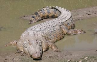 Ученые предупредили о вымирании крокодилов – это приведет к катастрофе