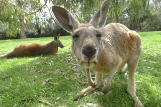 Один из австралийских городков атаковали кенгуру