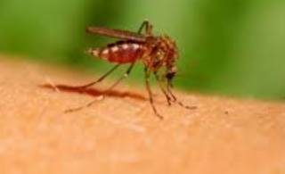 Ученые узнали о комарах кое-что весьма неприятное