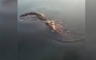 В Мексике крокодил с телом мужчины в пасти поплыл мимо зрителей