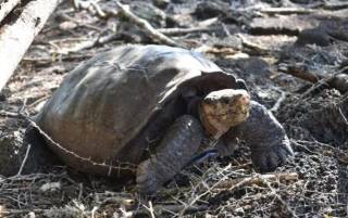 В США поймали черепаху, вид которой вымер более 100 лет назад