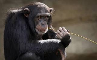 Ученые выяснили, что у шимпанзе есть собственные соцсети