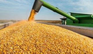 В Украине ожидается снижение урожая зерновых