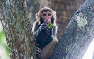 Первый случай оспы обезьян зарегистрирован в Украине