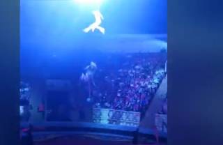 Гимнастка рухнула с огромной высоты во время выступления в цирке