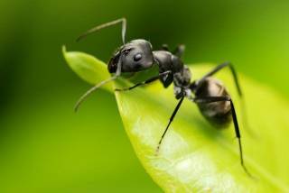 Стало известно, сколько муравьев живет на Земле
