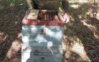 На Киевщине пчелы умудрились «разминировать» свой улей