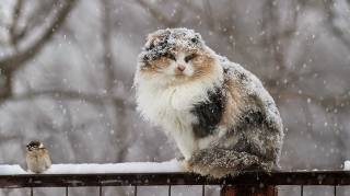 Погода резко испортилась: Украину начало заметать снегом