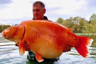 Появилось видео самой большой золотой рыбки в мире