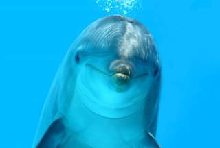 Дельфины могут страдать страшной человеческой болезнью