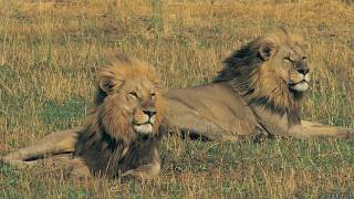 В Судане при побеге с базы ополченцев… погибли львы