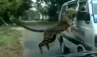 Появилось видео нападения леопарда на людей в Индии