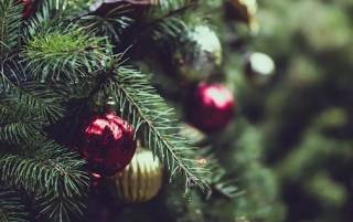 Как оказалось, новогодняя елка – полезна для здоровья