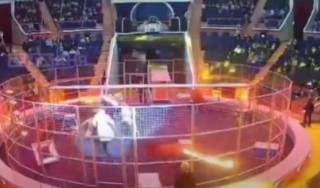 Появилось видео, как в России лев напал на дрессировщика в цирке