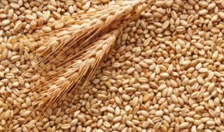 Экспорт украинского зерна существенно вырос