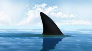 В Новой Каледонии турист погиб после столкновения с акулой