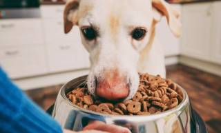 Правильный подбор сухого корма для собаки: основные правила