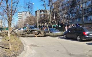Сильный ветер валит в Киеве деревья