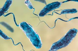 Американцев напугали смертельной плотоядной бактерией