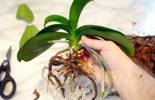 Пересадка орхидеи: пошаговая инструкция