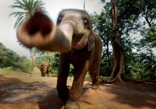 В Индии люди массово гибнут от… нападения слонов