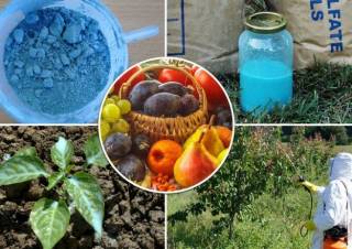 Бордоская смесь: инструкция - как разводить и опрыскивать растения