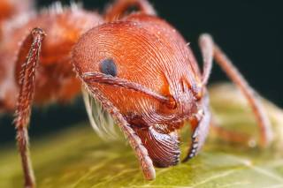 Народное средство от муравьев