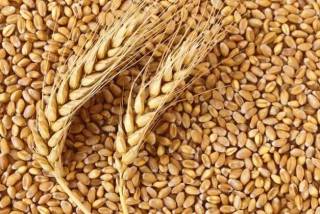 Засуха в Канаде может привести к дефициту пшеницы в мире