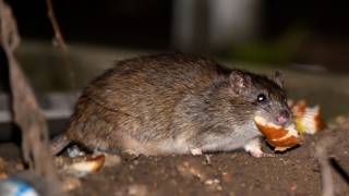 Как избавиться от крыс народными средствами?