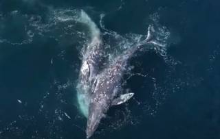 Появилось эпичное видео нападения касаток на китов в Калифорнии