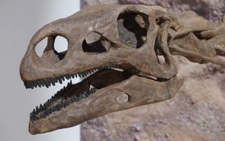 Археологи обнаружили череп динозавра с ранее неизвестными особенностями