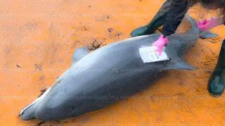 Биолог бьет тревогу: в России возле Крыма массово гибнут дельфины