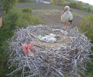 Стрим из гнезда аиста запустили в нацпарке «Пирятинский» на Полтавщине