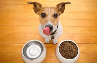 Josera: передовые преимущества корма для собак, заботящегося о здоровье