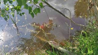 В Ровенской области крошечная девочка каталась на велосипеде и утонула