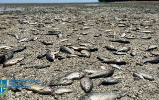 На Днепропетровщине массово гибнет рыба из-за подрыва ГЭС