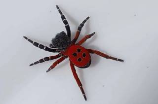 Чёрная толстоголовка: в Украине обнаружили очень опасного паука