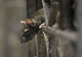 Парижанам предложили… жить с крысами