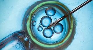 Гомункул 2023: ученые создали искусственные человеческие эмбрионы