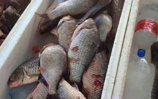 На одесских рынках массово проверяют рыбу