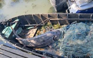 На Одесщине браконьеры убили 125-килограммовую краснокнижную рыбу