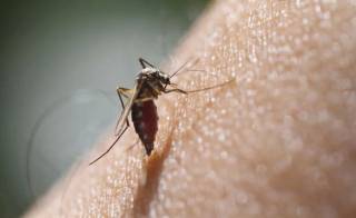 Лихорадка денге: ВОЗ предупреждает о вероятности новой пандемии