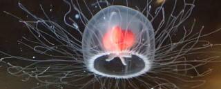 Бессмертная медуза: ученые рассказали, что она может стареть в обратном направлении