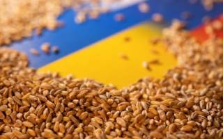 Стало известно, сколько зерна уже собрали украинские аграрии