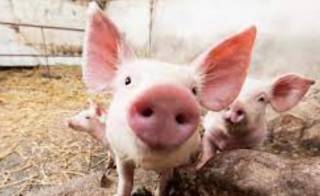 В одной из областей Украины зафиксирована вспышка африканской чумы свиней