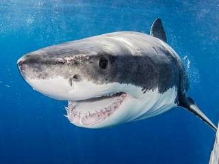 Популярный египетский курорт атаковала акула – его быстренько закрыли