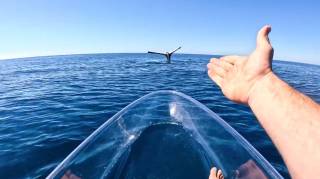 Блогер Броди Мосс снял странного застывшего кита