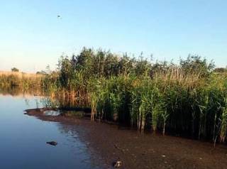 В Полтавской области зафиксирована массовая гибель птиц